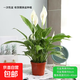 白掌盆栽一帆風(fēng)順開(kāi)花植物辦公室室內四季好養植物喜陰陶瓷盆 原盆原土+一帆風(fēng)順帶花苞
