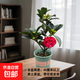 四季茶花紅山茶盆栽陽(yáng)臺露臺庭院綠植帶花苞原盆原土好養活 夏日七心（40厘米以上，帶盆帶花苞發(fā)貨） 夏日七心