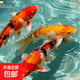 錦鯉魚(yú)活體觀(guān)賞魚(yú)活魚(yú)小型易養冷水淡水魚(yú)小魚(yú)苗錦鯉金魚(yú)好看錦鯉 19-22 錦鯉混搭3條