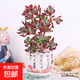 錦晃星多肉老樁盆栽名貴法師多肉綠植室內面趣味紅兔耳朵花卉 約20cm高錦晃星老樁+粉堅持瓷盆