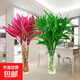 富貴竹水養花卉轉運竹水培植物盆栽觀(guān)音四季室內凈化空氣 5棵富貴竹+5棵鴻運竹(70cm左右) 標準