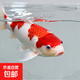 錦鯉魚(yú)活體觀(guān)賞魚(yú)活魚(yú)小型易養冷水淡水魚(yú)小魚(yú)苗錦鯉金魚(yú)好看錦鯉 紅白 19-22cm 1條