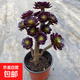 高級精品老樁黑武士法師多肉植物大顆好養室內花卉盆栽綠植 15頭特大群18-26cm 不含盆