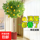 【直播專(zhuān)享】香水檸檬樹(shù)苗綠植客廳大盆栽可食用大型綠植室內客廳 [帶花或果]1.4-1.5m+培育盆