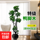 造型鴨腳木客廳大型八方來(lái)財盆栽鴨掌木鵝掌柴辦公室內綠植物四季 造型鴨腳木1.5-1.6m[黑色圓球盆]