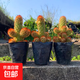 陽(yáng)臺金手指仙人指多肉植物辦公室面綠植花卉盆栽仙人掌仙人球 金手指5-6cm高【3顆】 不含盆