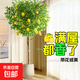 【直播專(zhuān)享】香水檸檬樹(shù)苗綠植客廳大盆栽可食用大型綠植室內客廳 [帶花或果]1.4-1.5m+聚寶盆