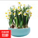 水仙花種球水培植物清香室內花卉新年年花易養馬卡龍花盆漳州水仙 藍色馬卡龍盆+水仙種球3個(gè)【周長(cháng)18-22厘米】