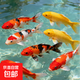 錦鯉魚活體觀賞魚活魚小型易養(yǎng)冷水淡水魚小魚苗錦鯉金魚好看錦鯉 6-8cm 六色錦鯉套餐6條