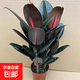 黑金剛橡皮樹(shù)盆栽新房室內陽(yáng)臺吸甲醛綠植橡膠樹(shù)客廳凈化空氣植物 【升級款】橡皮樹(shù)3顆30-40cm(原土杯)+送營(yíng)