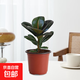 黑金剛橡皮樹(shù)盆栽新房室內陽(yáng)臺吸甲醛綠植橡膠樹(shù)客廳凈化空氣植物 橡皮樹(shù)1顆(原土杯)+送營(yíng)養液