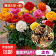 進(jìn)口花毛茛種球重瓣芹葉洋牡丹種根室內室外四季易活花卉盆栽種根 花毛茛/混色[精選5球]+肥 周長(cháng)8-9cm