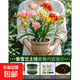 進(jìn)口香雪蘭種球重瓣小蒼蘭多季開(kāi)花好養活觀(guān)花卉盆栽鮮花植物種子 混色10個(gè)香雪蘭種球+加侖盆+土+肥