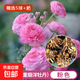 進(jìn)口花毛茛種球重瓣芹葉洋牡丹種根室內室外四季易活花卉盆栽種根 重瓣粉色[精選5球]+肥 周長(cháng)8-9cm