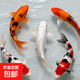 錦鯉魚(yú)活體觀(guān)賞魚(yú)活魚(yú)小型易養冷水淡水魚(yú)小魚(yú)苗錦鯉金魚(yú)好看錦鯉 16-18 五彩錦鯉混搭5條