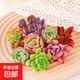 虹之玉多肉植物彩色系列紅色精品多肉辦公室室內陽(yáng)臺桌面 隨機多肉5顆不重復