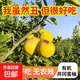 江西井岡有機蜜柚子新鮮水果純甜無(wú)酸金蘭柚安福蠶子金沙柚現摘 太陽(yáng)果2-3斤盒裝（表皮曬斑但好吃）