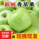 山東青蘋(píng)果新鮮水果當季現摘綠小蘋(píng)果王林孕婦酸脆甜整箱包郵 帶箱5斤(60-70mm)