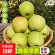 青蘋(píng)果金帥綠蘋(píng)果水果生鮮丑蘋(píng)果小蘋(píng)果紅富士嘎啦果果園直發(fā) 帶箱2斤凈重1.7斤（65-70mm）