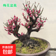 紅梅盆景樹(shù)樁盆栽梅花老樁耐寒植物地栽臘梅室內綠植耐寒不 紅梅5年盆景（當年開(kāi)花）1-2公分粗