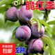 脆紅李子樹(shù)苗 四川汶川晚熟脆紅李樹(shù)苗脫骨李樹(shù)苗脆紅李嫁接苗 1年苗2棵