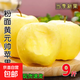 黃元帥黃金帥香蕉蘋(píng)果粉面沙甜黃富士當季新鮮水果時(shí)令現摘現發(fā) 9斤裝 85mm-90mm