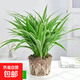金邊吊蘭金邊吊籃青葉盆栽辦公室內綠植苗植物花卉凈化空氣吸甲醛 金邊吊蘭 【一盆 】土球發(fā)貨