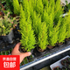 香松盆栽植物室內桌面北歐風(fēng)小清新檸檬香冠柏圣誕節禮物創(chuàng  )意綠植 精美小香松2顆（15-20CM高）
