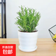 迷迭香苗盆栽可食用驅蚊植物香草薄荷苗綠植物室內煎牛排水培花卉 迷迭香1盆整體高約25cm+螺紋盆+肥料