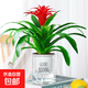 年宵花盆栽鴻運當頭春節花卉綠植物室內客廳裝飾過(guò)年四季好養年貨 鴻運當頭【早安盆】+營(yíng)養液 含盆