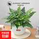 吉姆蕨盆栽蕨類(lèi)植物好養活四季懶人門(mén)口室內辦公室電視柜旁邊綠植 吉姆蕨配小號白色磨砂球盆