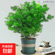 蓬萊松盆栽室內綠植辦公室桌面四季常青文竹好養小盆景迎客松植物 蓬萊松大苗（加侖盆）