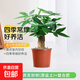 水培發(fā)財樹(shù)小盆栽花卉辦公室桌面綠植客廳旺宅盆景四季好養金錢(qián)樹(shù) 單桿優(yōu)質(zhì)發(fā)財樹(shù)(原盆土)+復合肥 含盆
