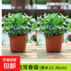 常春藤盆栽室內綠植吊蘭垂吊植物陽(yáng)臺凈化甲醛四季常青好養爬藤花 精選常春藤【原土盆*2】藤長(cháng)15-30cm