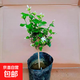 筆尖茉莉獨桿單瓣茉莉花盆栽重瓣白茉莉室內植物花苗虎頭茉莉好養 獨桿筆尖茉莉花(2年苗）20cm高送肥
