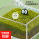 迷你私人草坪苔蘚盒辦公室桌面綠植盆栽精致小玩意創(chuàng  )意治愈微景觀(guān) 苔蘚盒中的綠+黑小煤球 無(wú)規格