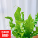 火焰鳥(niǎo)巢蕨北歐風(fēng)耐陰客廳植物辦公室內綠植花卉盆栽防輻射吸甲醛 火焰鳥(niǎo)巢蕨+育苗盆