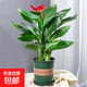 天堂鳥(niǎo)客廳大型綠植旺宅植物辦公室內好養落地大葉花卉鶴望蘭盆栽 天堂鳥(niǎo)51-61cm3棵【加侖盆】+復合肥