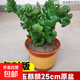 玉麒麟盆栽客廳旺宅招財龍骨辦公室內桌面四季好養仙人掌多肉植物 精選玉麒麟25cm（原盆原土）送專(zhuān)用肥