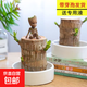 巴西木開(kāi)花水養格魯特小木人水培幸運木室內好養懶人花卉綠植盆栽 【巴西木+陶瓷盆+格魯特】送液 【帶芽發(fā)貨】裸根不帶土高10-15厘米