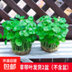 大葉銅錢(qián)草水培植物室內好養魚(yú)缸水草專(zhuān)用水養金錢(qián)草花卉綠植盆栽 銅錢(qián)草2盆 不帶盆+送營(yíng)養液