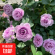 【云南】昆明玫瑰花苗老樁當年開(kāi)花大花濃香月季老根花卉綠植盆栽 23藍色風(fēng)暴（老樁苗四季開(kāi)花）