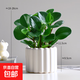碧玉綠植小盆栽辦公室電腦寶桌面裝飾豆瓣綠好養耐陰植物工位 豆瓣綠+白色提拉米蘇盆【陶瓷盆】