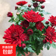 重瓣荷蘭菊帶花苞室內陽(yáng)臺耐寒耐熱庭院開(kāi)花花卉綠植盆栽小雛菊苗 帶花苞發(fā)貨（紅色3-4顆）原土發(fā)貨+肥料