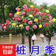 嫁接樹(shù)樁月季特大花四季開(kāi)花多色高桿棒棒糖樹(shù)狀玫瑰老樁樹(shù)苗庭院 三色【1.5公分粗】60-70厘米高