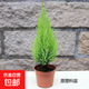香松盆栽植物室內桌面北歐風(fēng)小清新檸檬香冠柏圣誕節禮物創(chuàng  )意綠植 精美小香松1顆（15-20CM高）