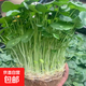 金錢(qián)草 盆栽銅錢(qián)草水培植物辦公室面盆栽金錢(qián)草花卉室內水養綠 精品大葉銅錢(qián)草帶葉1盆【不含盆】
