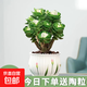 金錢(qián)木老樁多肉植物辦公室內桌面盆栽綠植 金錢(qián)木帶錦大老樁荷葉瓷盆