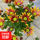 重瓣荷蘭菊帶花苞室內陽(yáng)臺耐寒耐熱庭院開(kāi)花花卉綠植盆栽小雛菊苗 帶花苞發(fā)貨（煙花菊3-4顆）原土發(fā)貨+肥料