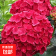 原盆原土繡球花苗無(wú)盡夏當年開(kāi)花繡球花盆栽室內帶花庭院花卉植物 繡球1盆裝【烈焰】15-23cm+肥料